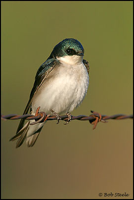 Tree Swallow (Tachycineta bicolor)