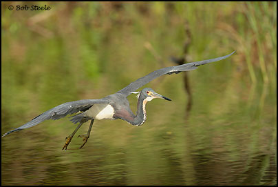 Tricolored Heron (Egretta tricolor)