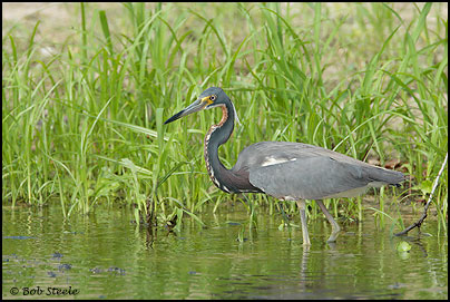 Tricolored Heron (Egretta tricolor)