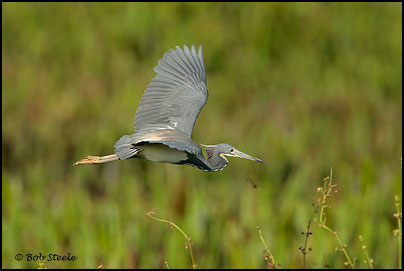 Tricolored Heron (Egretta tricolor)
