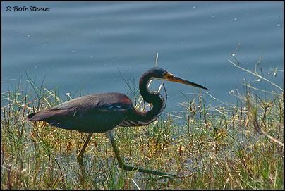 Tricolored Heron (Egretta tricolor)