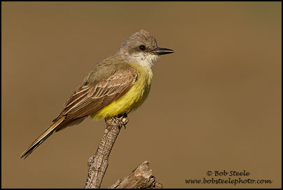 Tropical Kingbird (Tyrannus melancholicus)