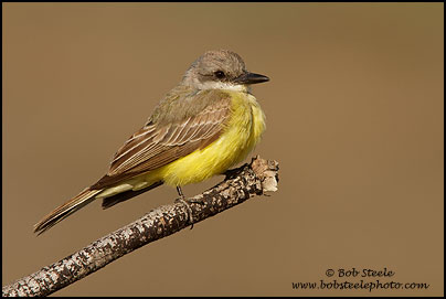 Tropical Kingbird (Tyrannus melancholicus)