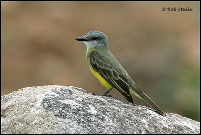 Tropical Kingbird (Tyrannus melancholicus)