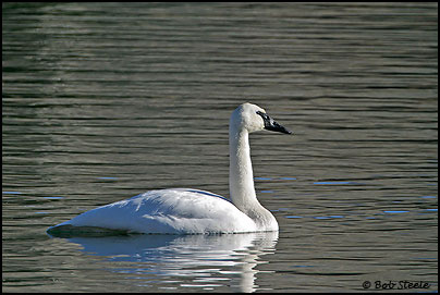 Trumpeter Swan (Cygnus buccinator)
