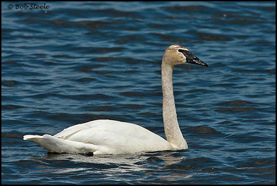 Trumpeter Swan (Cygnus buccinator)