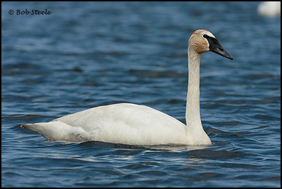 Trumpeter Swan (Cygnus buccinator)