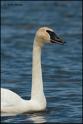 Trumpeter Swan (Cygnus buccinator)