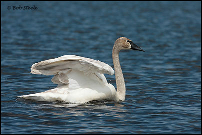 Trumpeter Swan (Cygnus buccinator)