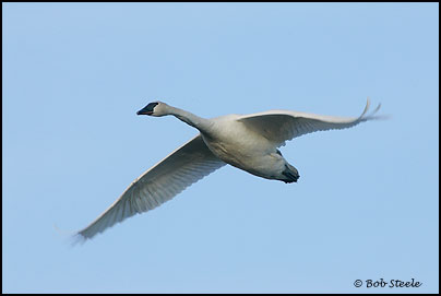 Trumpeter Swan (Cygnus buccinator)