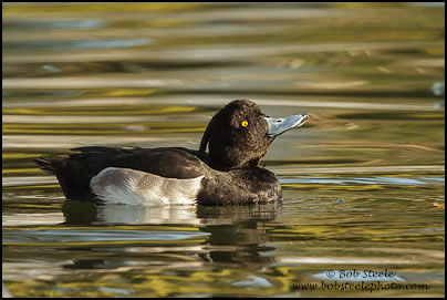Tufted Duck (Aythya fuligula)
