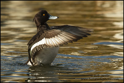 Tufted Duck (Aythya fuligula)
