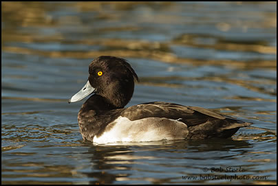 Tufted Duck (Aythya fuligula)