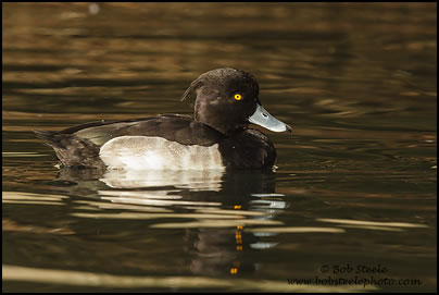Tufted Duck (Aythya fuligula)