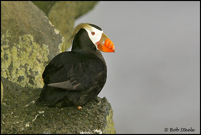 Tufted Puffin (Fratercula cirrhata)