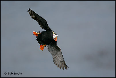 Tufted Puffin (Fratercula cirrhata)