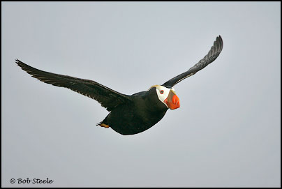 Tufted Puffin (Fratercula cirrhata)