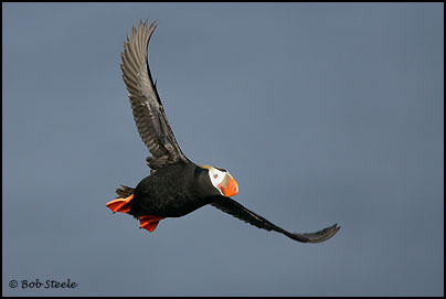 Tufted Puffin (Fratercula cirrhata)