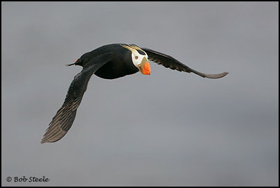 Tufted Puffin (Fratercula cirrhata)