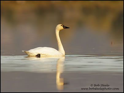 Tundra Swan (Cygnus columbianus)