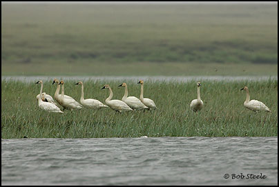 Tundra Swan (Cygnus columbianus)