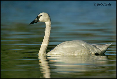 Tundra Swan (Cygnus columbianus)