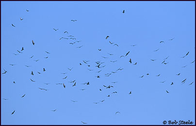 Turkey Vulture (Cathartes aura)