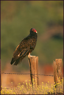 Turkey Vulture (Cathartes aura)