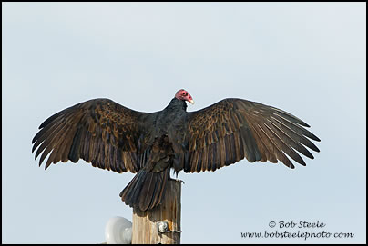 Turkey Vulture (Cathartes aura)