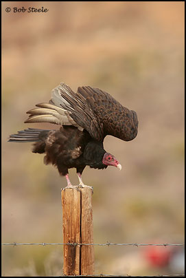 Turkey Vulture (Cathartes aura)