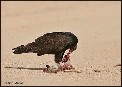 Turkey Vulture (Cathartes aura)