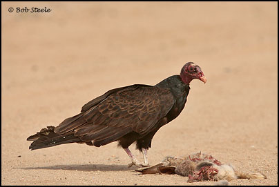Turkey Vulture (Cathartes aura)