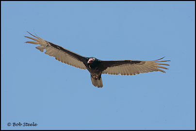 Turkey Vulture (Cathartes aura)