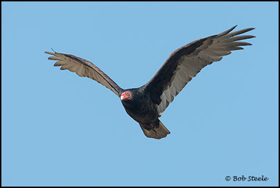 Turkey Vulture (Cathartes aura)