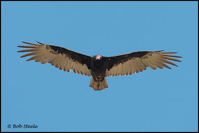 Turkey Vulture (Cathartes aura)
