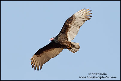 Turkey Vulture (Cathartes aura)