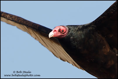 Turkey Vulture (Cathartes aura)