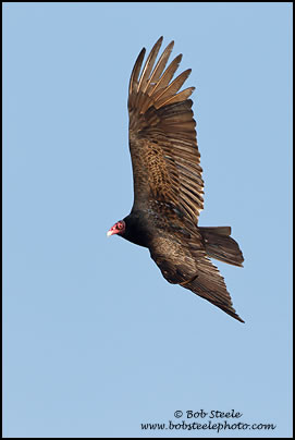 Turkey Vulture (Cathartes aura)