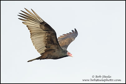 Turkey Vulture (Cathartes aura)