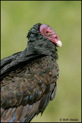 Turkey Vulture (Cathartes aura)