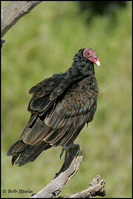 Turkey Vulture (Cathartes aura)