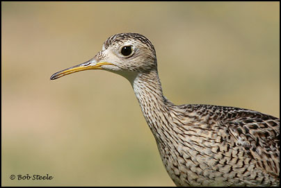 Upland Sandpiper (Bartramia longicauda)