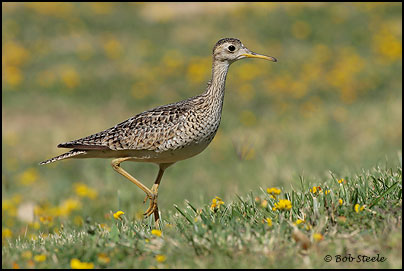 Upland Sandpiper (Bartramia longicauda)