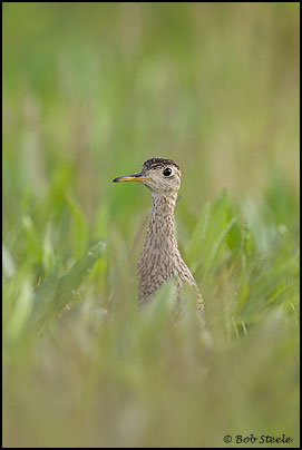 Upland Sandpiper (Bartramia longicauda)
