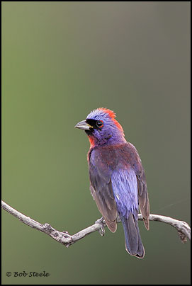 Varied Bunting (Passerina versicolor)