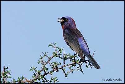 Varied Bunting (Passerina versicolor)