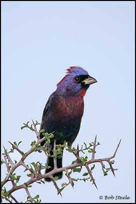 Varied Bunting (Passerina versicolor)