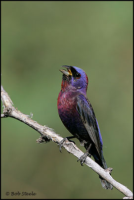 Varied Bunting (Passerina versicolor)