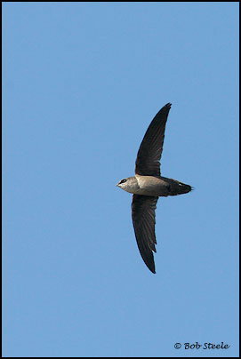 Vaux's Swift (Chaetura vauxi)
