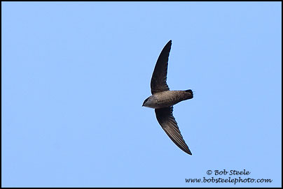 Vaux's Swift (Chaetura vauxi)
